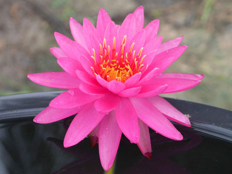Seerose - Tan Khwan
